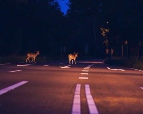 Jak se připravit na setkání se zvěří na silnicích